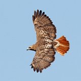 12SB2802 Red-tailed Hawk